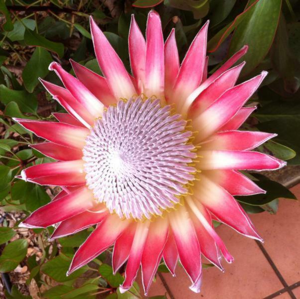 Protea Cottage George Eksteriør bilde